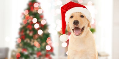 Santa Paws